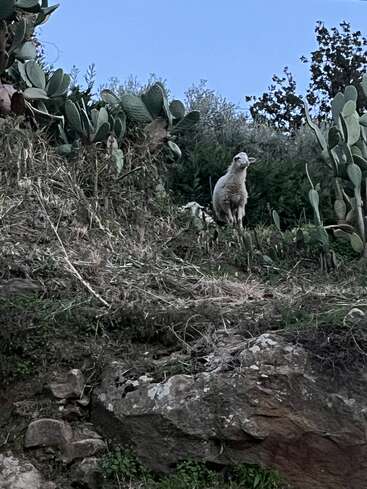 A single sheep stands on a grassy hillside surrounded by cactus plants and rocks, under a clear blue sky in a peaceful, natural outdoor setting.