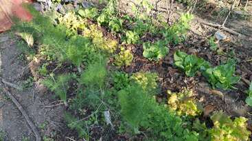 This image shows a small garden plot with rows of leafy green vegetables, including lettuce and possibly fennel, growing in soil under sunlight.