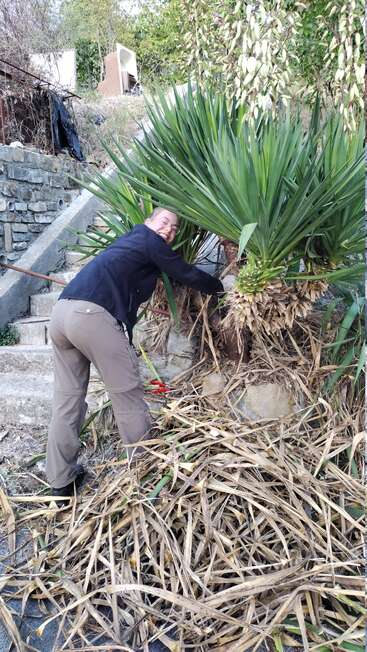 A person is happily trimming a large spiky plant beside stone steps, surrounded by piles of dry leaves and garden tools, in an outdoor setting.