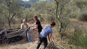Three people are working together outdoors, collecting and carrying cut branches in a scenic, rural landscape with olive trees, grassy terrain, and a small machine nearby.