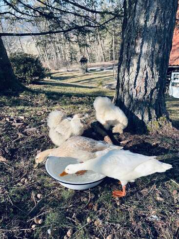 In a sunny woodland area, two ducks and two fluffy chickens gather around a white bowl, drinking water beneath tall trees on a peaceful day.