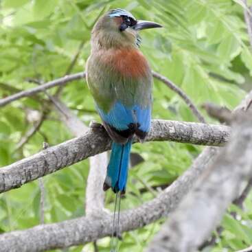 Un oiseau coloré se perche gracieusement sur une branche, arborant un plumage bleu et vert vibrant et une longue queue, sur un fond de feuilles vertes luxuriantes.