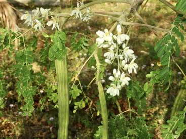 This image shows a Moringa tree with green drumstick pods, white flowers, and delicate compound leaves, growing outdoors in a natural, sunlit environment.