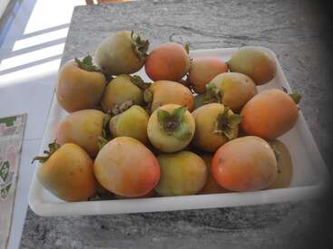 Eine weiße, rechteckige Schale ist mit reifen Kakis in schönen Gelb-, Orange- und Rottönen gefüllt, die auf einer Granitarbeitsplatte im natürlichen Sonnenlicht liegen.