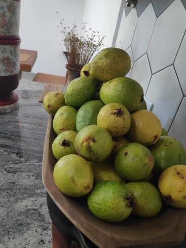 Eine hölzerne Schale auf einem Küchentisch ist mit reifen grünen und gelben Guaven gefüllt, mit einer gekachelten Wand und einer getrockneten Pflanze im Hintergrund.