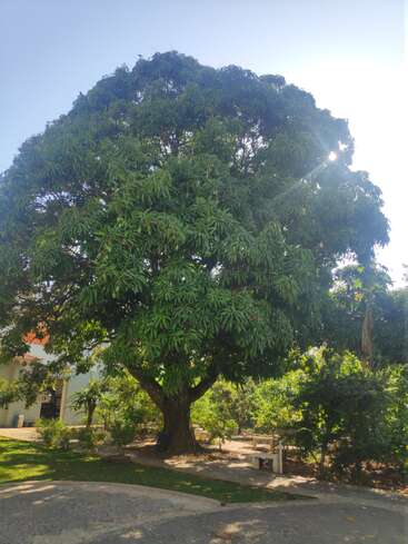 Ein großer, belaubter Baum steht hoch in einem sonnigen Garten mit einem klaren blauen Himmel. Bänke und grüne Sträucher umgeben ihn und schaffen eine friedliche Atmosphäre.