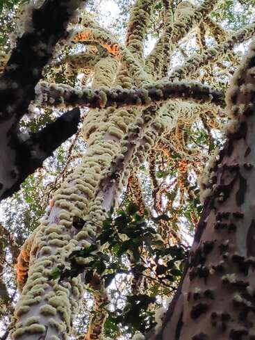 Von unten sieht man einen hohen Baum, dessen Stamm und Äste dicht mit Büscheln heller, flauschiger weißer Wucherungen bedeckt sind, umgeben von grünen Blättern und Sonnenlicht.
