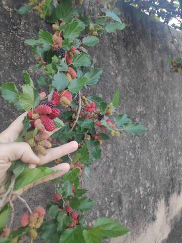 Eine Hand hält einen Maulbeerzweig mit reifen und unreifen Beeren, die Schattierungen von roten, schwarzen und grünen Blättern vor dem Hintergrund einer rauen Betonwand zeigen.