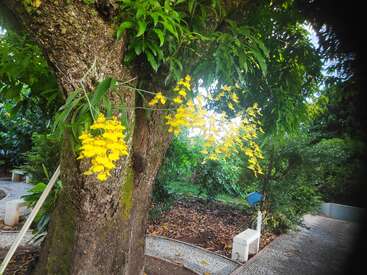 Ein großer Baumstamm, auf dessen Rinde leuchtend gelbe Orchideen wachsen, ist umgeben von üppigem grünen Laub und einem gewundenen Steinweg in einem friedlichen Garten.