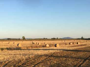 Fardos de feno dourados estão espalhados por um campo recém-colhido sob um céu azul claro, com árvores e colinas distantes no horizonte durante o pôr do sol. Um cenário rural tranquilo.