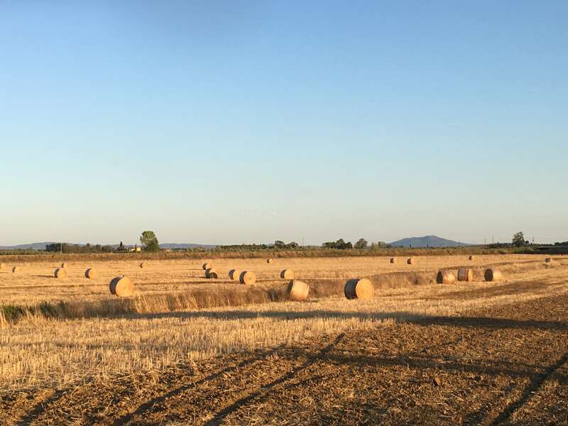 Fardos de feno dourados estão espalhados por um campo recém-colhido sob um céu azul claro, com árvores e colinas distantes no horizonte durante o pôr do sol. Um cenário rural tranquilo.