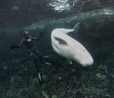 Das Bild zeigt eine Person im Neoprenanzug und mit Schnorchelausrüstung, die neben einem großen weißen Wal im Meer schwimmt, unter dessen Oberfläche Felsen zu sehen sind.