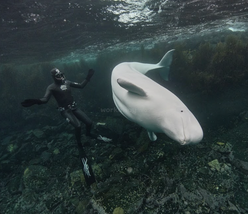 Das Bild zeigt eine Person im Neoprenanzug und mit Schnorchelausrüstung, die neben einem großen weißen Wal im Meer schwimmt, unter dessen Oberfläche Felsen zu sehen sind.