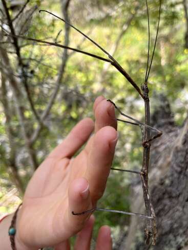 Uma mão segura gentilmente um inseto grande e camuflado que se mistura perfeitamente com os galhos ao redor, mostrando um incrível mimetismo natural em um ambiente de floresta brilhante e frondoso.