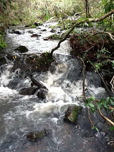 La imagen representa un sereno arroyo forestal, caracterizado por una suave cascada de agua sobre las rocas, rodeado de frondosa vegetación y árboles.
