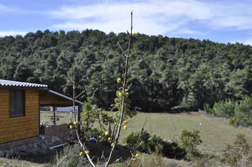 L'image représente un paysage serein avec un arbre au premier plan, une étendue d'eau à l'arrière-plan et un ciel clair au-dessus, évoquant un sentiment de tranquillité et de beauté naturelle.