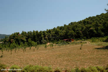L'image représente un paysage serein avec un champ herbeux, une ligne d'arbres et une étendue d'eau, évoquant un sentiment de tranquillité et de beauté naturelle. Il s'agit probablement d'un parc ou d'une zone de loisirs.