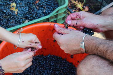 L'image montre un groupe de personnes en train de récolter du raisin, avec plusieurs personnes debout autour d'une grande pile de raisin et une machine à l'arrière-plan. La scène semble se dérouler dans un vignoble ou une cave.