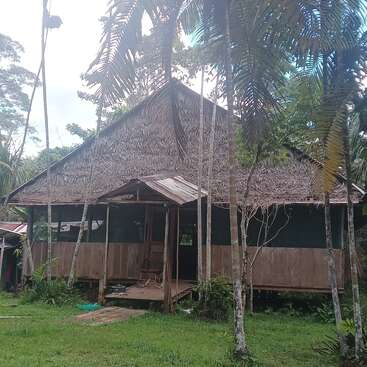 This image shows a rustic wooden house with a thatched roof, surrounded by tall palm trees and lush greenery, creating a peaceful, tropical forest setting.