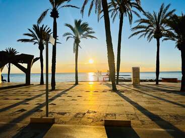 La lumière dorée du soleil filtre à travers les grands palmiers pour illuminer une promenade en pierre au bord de la mer, projetant de longues ombres et mettant en valeur un lever de soleil paisible et pittoresque sur la plage.