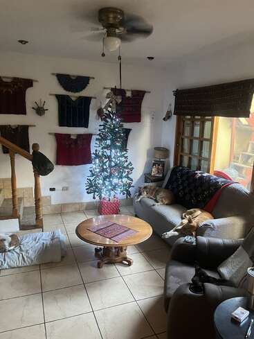 A cozy living room with Christmas tree, three dogs relaxing on sofa, recliner, and bed. Wall hangings, wooden stairs, and a coffee table are present.