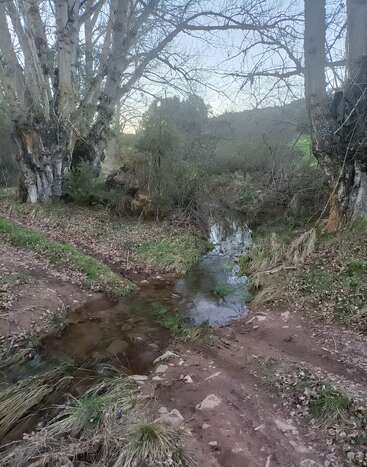 Ein schmaler Bach fließt durch eine Waldlichtung mit kahlen Bäumen und grünen Sträuchern. Der erdige Weg kreuzt das Wasser und schafft eine friedliche Naturkulisse.