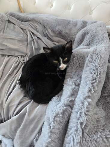 A small black and white kitten lies curled up on a soft, fluffy gray blanket, resting comfortably on a tufted white couch, looking cozy and peaceful.