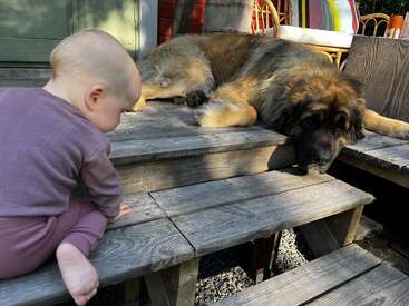 Un bébé vêtu d'une tenue violette monte des marches en bois et regarde un grand chien pelucheux allongé au-dessus de lui, tous deux baignés par la douce lumière du soleil. Un moment agréable et paisible.