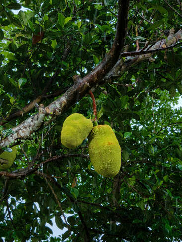 Duas grandes jacas estão penduradas em um galho de árvore, cercadas por folhas verdes bem densas. A luz do sol passa por elas, iluminando a casca texturizada e espinhosa das frutas.