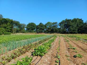 En un soleado huerto crecen hileras de diversos cultivos. Las plantas verdes prosperan bajo un cielo azul claro, bordeadas por altos árboles al fondo.