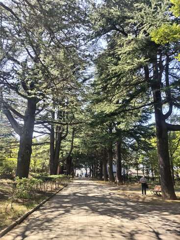 Um caminho tranquilo em um parque ladeado por árvores altas, com a luz do sol filtrada pelas folhas verdes. Uma pessoa fica perto de um banco, apreciando a tranquilidade do ambiente natural.