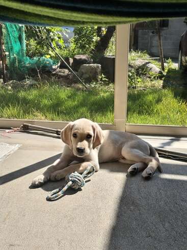 Um lindo filhote de cachorro de cor clara deitado no chão de um pátio iluminado pelo sol, segurando um brinquedo de corda. Atrás, grama verde e pedras são visíveis através de janelas de vidro. Cena tranquila.