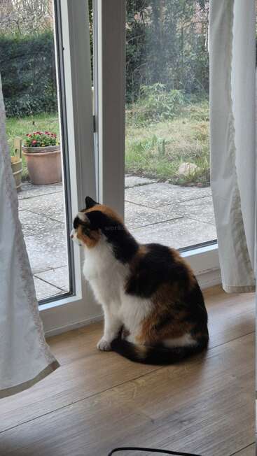 Eine dreifarbige Katze sitzt drinnen neben einer Glastür und schaut hinaus in den Garten. Weiße Vorhänge rahmen die Szene ein; draußen sind Topfpflanzen zu sehen.