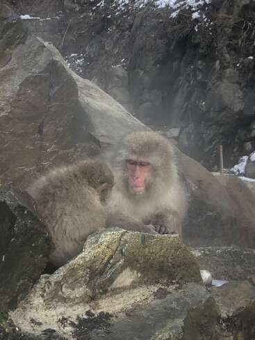 L'image représente deux macaques japonais, également connus sous le nom de singes des neiges, assis sur des rochers dans une zone rocheuse, entourés de brume et de neige.