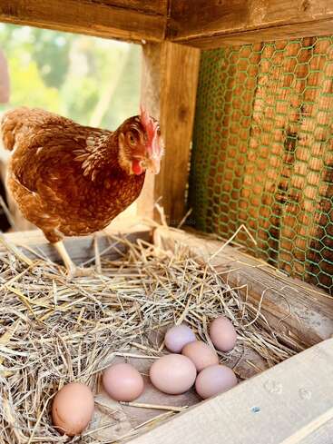 Une poule brune se tient dans un poulailler en bois rempli de paille, à côté de plusieurs œufs fraîchement pondus. La lumière du soleil illumine la scène, mettant en valeur la vie à la ferme.