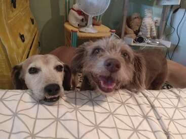 Das Bild zeigt zwei Hunde, die auf einem Bett mit einem weiß und grau gemusterten Laken liegen, umgeben von verschiedenen Gegenständen im Hintergrund.
