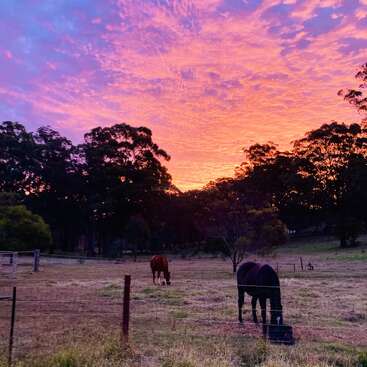 Dois cavalos pastam pacificamente em um pasto ao pôr do sol, com nuvens vibrantes em rosa, roxo e laranja iluminando o céu acima de árvores e postes de cerca em silhueta.