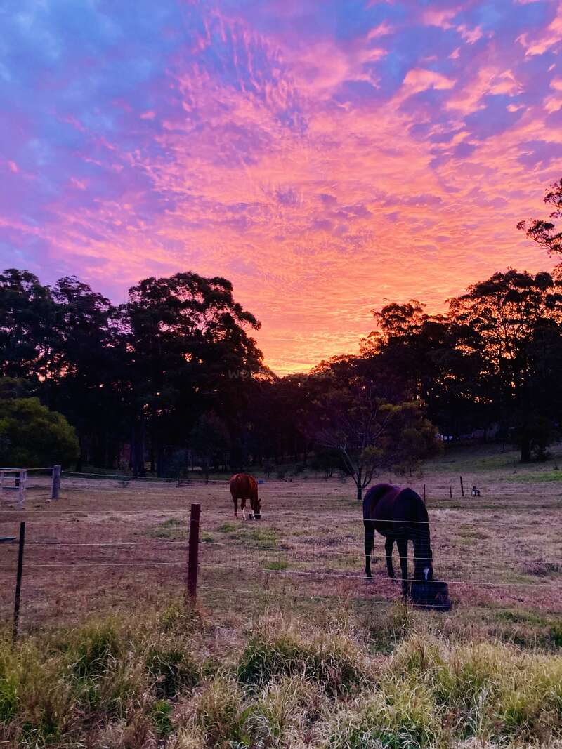 Dos caballos pastan tranquilamente en un prado al atardecer, con vibrantes nubes rosas, moradas y naranjas que iluminan el cielo por encima de árboles y postes de valla en silueta.