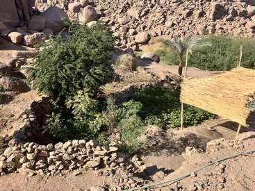 A small, lush green garden surrounded by a rough stone wall sits in a rocky desert landscape, with a palm tree and a simple bamboo-covered shelter nearby.