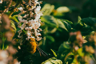 A close-up image of a bee pollinating small white flowers on a green plant, surrounded by lush foliage in warm, natural sunlight during daytime.