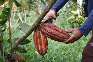 Une personne récolte des cabosses de cacao mûres sur un arbre à l'aide d'un sécateur, entourée d'un feuillage vert luxuriant dans ce qui semble être une plantation tropicale.
