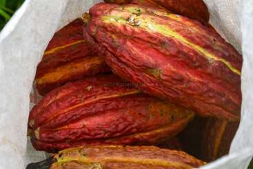 Cette image montre plusieurs cabosses de cacao mûres, d'un brun rougeâtre, à l'intérieur d'un sac blanc. Les cabosses ont une texture rugueuse et sont prêtes à être récoltées.