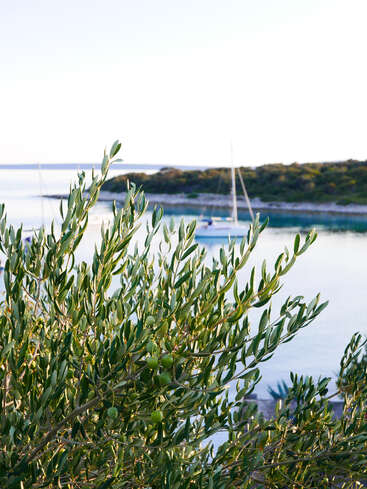 Olive tree branches with green olives in the foreground, a calm coastal scene with blue water, moored sailboats, and a distant, forested shoreline.