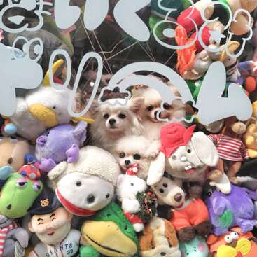 Três cachorros pequenos estão aninhados entre bichos de pelúcia coloridos dentro do que parece ser uma máquina de garras, mal podendo ser distinguidos dos brinquedos que os cercam. Uma cena divertida!