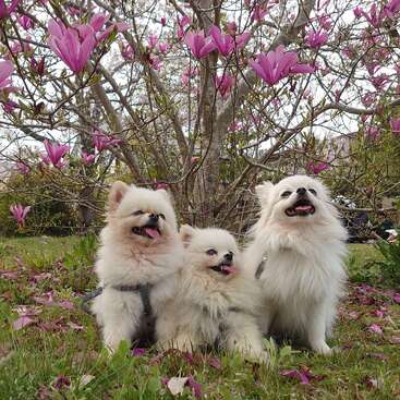 Tres perros blancos y esponjosos están sentados sobre la hierba, bajo un árbol en flor con vibrantes flores rosas. Tienen la lengua fuera, rodeados de pétalos caídos y vegetación, disfrutando de la primavera.