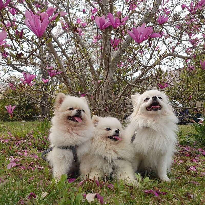 Trois chiens blancs et duveteux sont assis sur l'herbe sous un arbre en fleurs aux pétales roses vifs. La langue pendante, entourés de pétales tombés et de verdure, ils profitent du printemps.