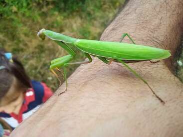 Um louva-a-deus verde vibrante empoleira-se no braço de uma pessoa ao ar livre. O fundo é gramado, e uma criança vestindo uma camisa vermelha e azul pode ser vista abaixo.