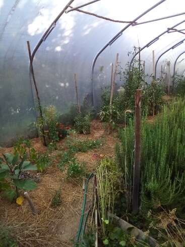 Uma estufa com teto de plástico curvo abriga várias plantas verdes, legumes, flores, estacas de madeira e solo coberto de palha, criando um ambiente de jardim exuberante, organizado e produtivo.