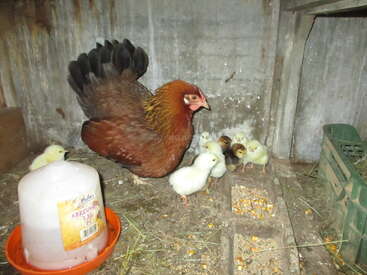 Uma galinha marrom está dentro de um galinheiro com vários pintinhos amarelos. Há um comedouro de água e grãos espalhados pelo chão. O cenário parece rústico.