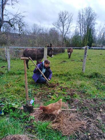 A person digs in a grassy field near two donkeys behind a fence. A brown chicken forages in the foreground amidst straw and green vegetation.